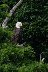 An American Bald Eagle perched in lush greenery.