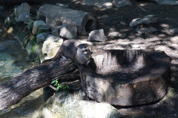 otter 3