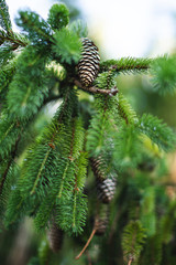 Pommes de pin dans l'arbre