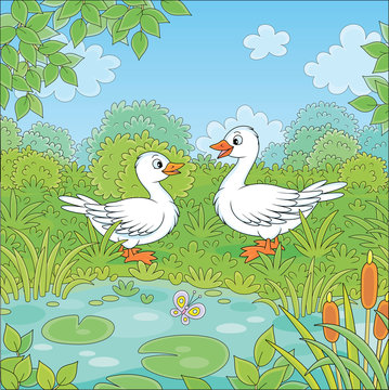 Wild white geese near a small blue lake on a green meadow on a beautiful summer day, vector cartoon illustration