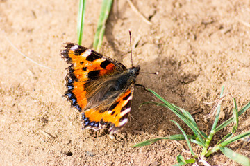 Fototapeta na wymiar A small tortoiseshell butterfly Aglais urticae resting on some dry dusty ground with open wings and the odd leaf of grass visible