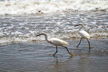 Portrait eines Ibis, Studie eines weißen Ibis in freier Natur