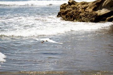 Portrait eines Ibis, Studie eines weißen Ibis in freier Natur