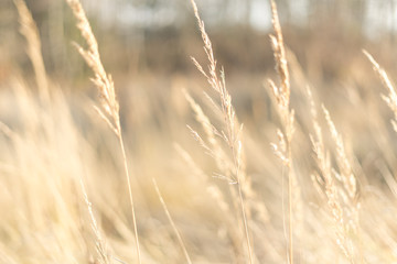 Fototapeta premium fantazja niewyraźne tło. blask słońca na trawie