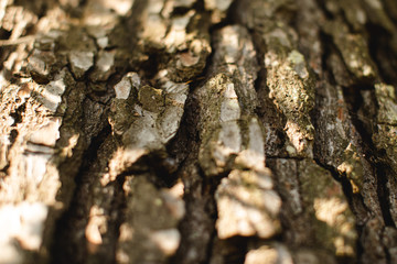 Texture de tronc d'arbre