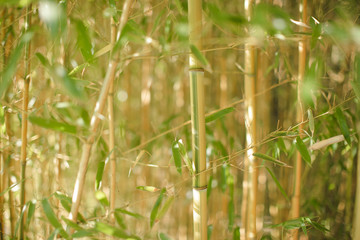 Forêt de Bambou