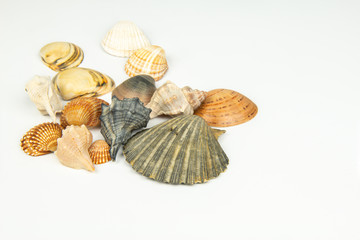 Group of sea shells of different crustaceans isolated on a white background