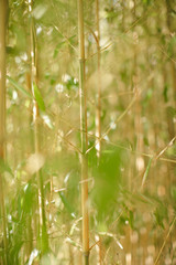 Forêt de Bambou
