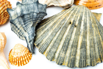 Group of sea shells of different crustaceans isolated on a white background