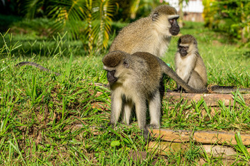 Vervet monkey (Chlorocebus pygerythrus)