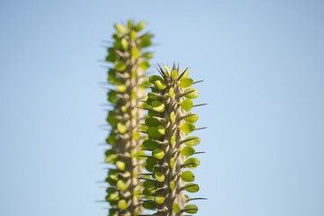 Cactus dans le ciel bleu 