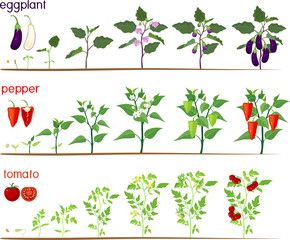 Set of life cycles of nightshade plants (pepper, tomato and eggplant). Stages of vegetable plant growth from seed and sprout to harvest isolated on white background