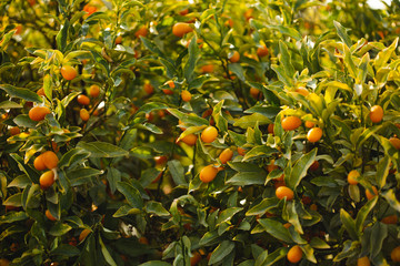 Arbre Kumquat