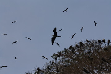 Birds flying at sunrise over the Gulf of Fonseca, El Salvador