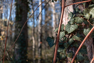 Close-up of a creeper climbing a tree at autumn