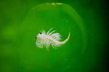 extremes Makro eines Artemia, Salzwasserkrebs, Makro von Kleinstlebewesen, Plankton