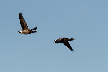 Brent Gooses in fly on a sky. Their Latin name is Branta bernicla.