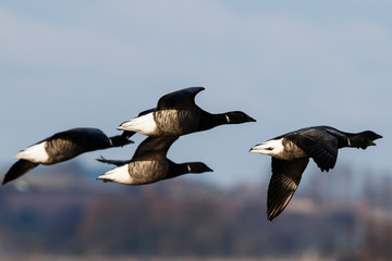 Brent Gooses in fly on a sky. Their Latin name is Branta bernicla.