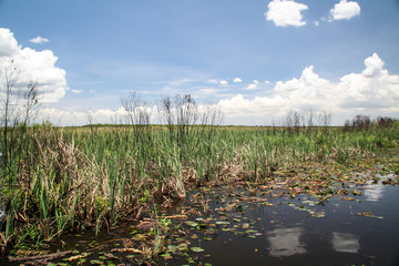 Blick in die Everglades, großes Landschafts Gebiet in Florida