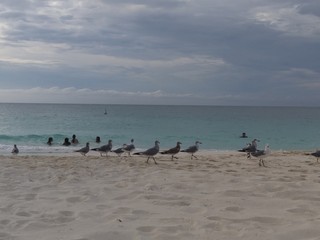 aves de playa