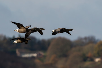 Brent Gooses in fly on a sky. Their Latin name is Branta bernicla.