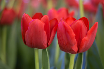 Beautiful red tulips in the garden. Beautiful flowers background. Selective Focus.