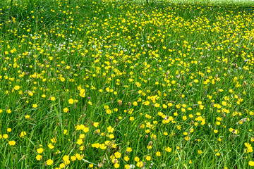 Wild flowers in May in sunshine.