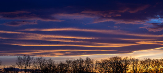 Pink and red sunset over silhouette trees with birds flying over in Zagreb, Croatia