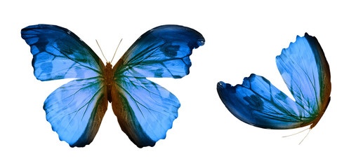 Fototapeta na wymiar Color butterflies , isolated on white background
