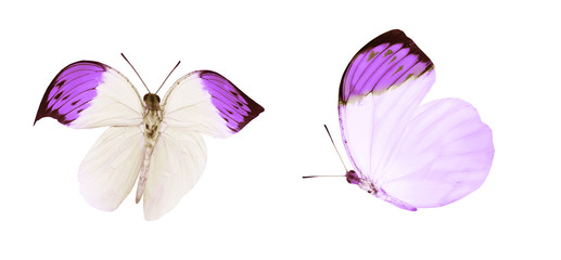 Color butterflies , isolated on white background