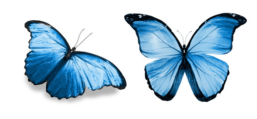 Color butterflies , isolated on white background