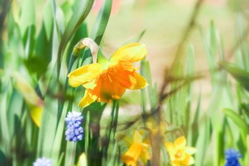 yellow daffodils blossomed in the garden. spring awakening of nature.