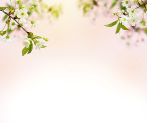Obraz na płótnie Canvas Cherry blossoms over blurred nature background. Spring Background with bokeh. Flowers cherry with young green leaves