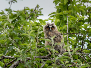 owl