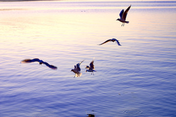 Gabbiani in volo