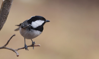 Coal Tit on a thin twig, on a blurred brown background ..