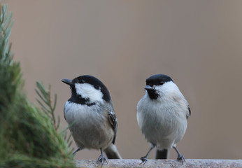 Coal Tit and Willow tit sit together on a branch of spruce ..