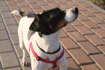 Portrait of a dog Jack Russell Terrier with black and white color on a park background.