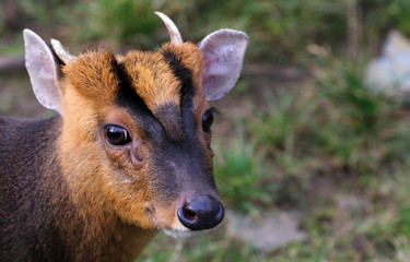 Portrait of a dwarf antelope, wild animal in nature, rare species