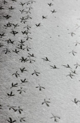 bird tracks in the fresh snow