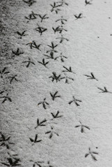 traces of birds on the fallen snow