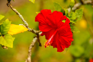 A red flower in the royal family temple in Bali. Indonesia