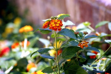 A flower red with a yellow center grows in a greenhouse.