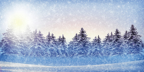 Evening in a snowy fir forest. Large snowdrifts and snow on the branches of Christmas trees. Snowstorm in the mountains.