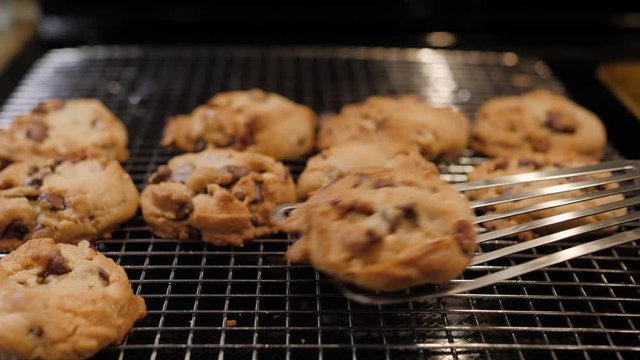 Transferring freshly baked chocolate chip cookies from baking sheet to cooling rack. Preparing homemade cookies.