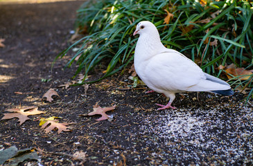 Beautiful Closeup Of White Dove Pigeon