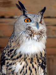 An eagle owl with a motley color, white plumage on the chest and feather ears sticking up.