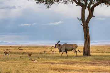 Naklejka na ściany i meble common eland, eland antilope ( Taurotragus oryx) bull under a tree with some Thompson Gazelle's on the savannah of the Masai Mara National Park in Kenya
