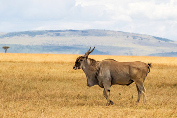 common eland, eland antilope ( Taurotragus oryx) bull on the savannah of the Masai Mara National Park in Kenya