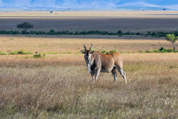 Naklejka na ściany i meble common eland, eland antilope ( Taurotragus oryx) bull on the savannah of the Masai Mara National Park in Kenya